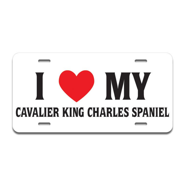 cavalier king charles spaniel rescues